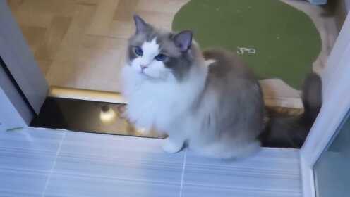 猫咪365度视频,记录生活,见证成长 猫咪365度视频,记录生活,见证成长