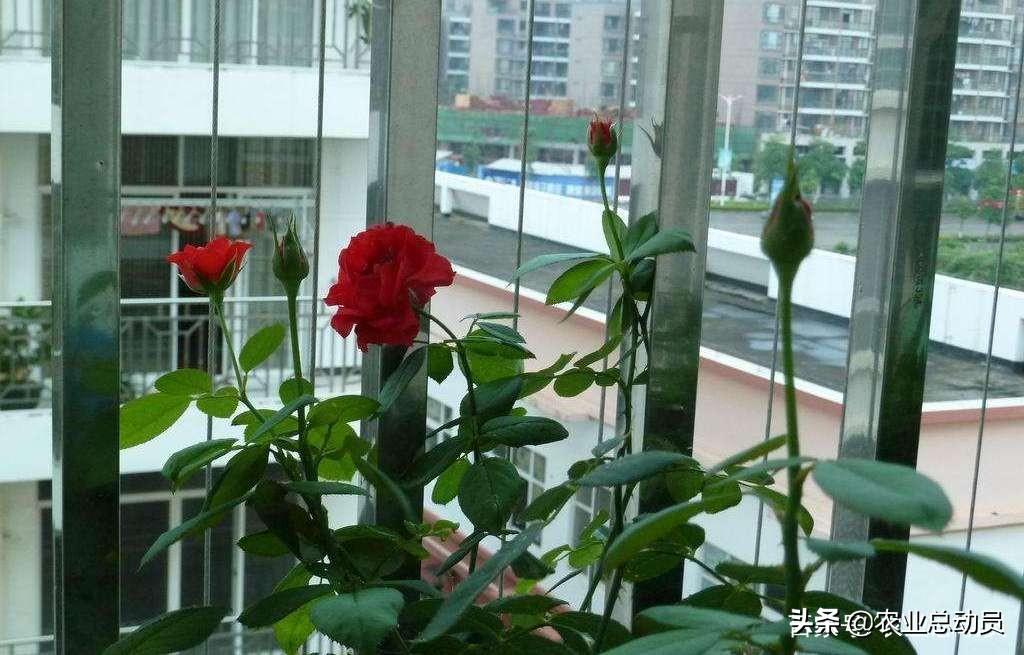 用365朵玫瑰花教学视频,我学会了慢下来 用365朵玫瑰花教学视频,我学会了慢下来
